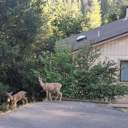 Yosemite Haven @ Pine Mountain Lake. Dog Friendly! Groveland Ngoại thất bức ảnh