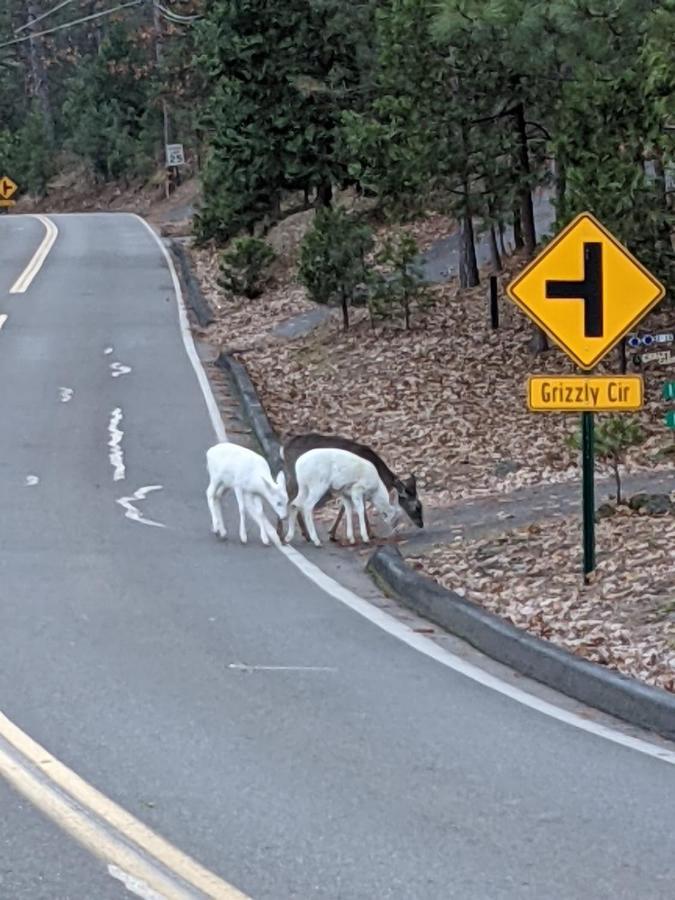 Yosemite Haven @ Pine Mountain Lake. Dog Friendly! Groveland Ngoại thất bức ảnh